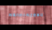 刚满月的小狗注意事项