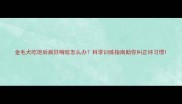 金毛犬吃饱后疯狂啃咬怎么办科学训练指南助你纠正坏习惯