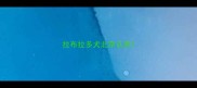 拉布拉多犬北京认养