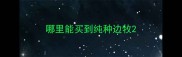 哪里能买到纯种边牧