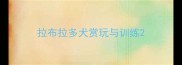 拉布拉多犬赏玩与训练
