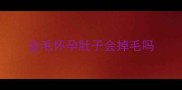 金毛怀孕肚子会掉毛吗