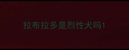 拉布拉多是烈性犬吗