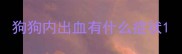 狗狗内出血有什么症状