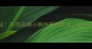 10个关键特征不同品种小狗外形对比全新手必看选狗指南
