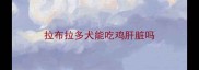 拉布拉多犬能吃鸡肝脏吗