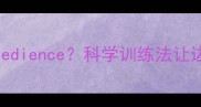 边境牧羊犬幼犬期如何培养obedience科学训练法让边牧从3个月到2岁都乖巧懂事