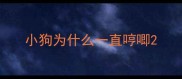 小狗为什么一直哼唧