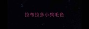 拉布拉多小狗毛色