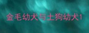 金毛幼犬与土狗幼犬