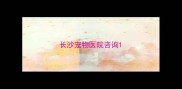长沙宠物医院咨询
