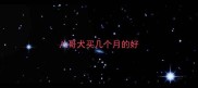 八哥犬买几个月的好