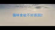 猫咪食欲不好原因