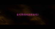 金毛狗场纯血统金毛