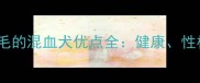 拉布拉多配金毛的混血犬优点全健康性格及饲养指南