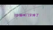 2岁猫咪门牙掉了