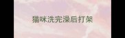 猫咪洗完澡后打架
