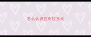 怎么认识拉布拉多犬