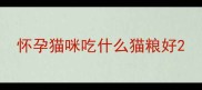 怀孕猫咪吃什么猫粮好