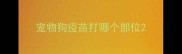 宠物狗疫苗打哪个部位