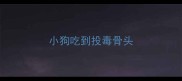 小狗吃到投毒骨头