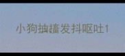 小狗抽搐发抖呕吐
