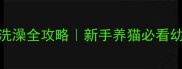 三个月大猫咪洗澡全攻略新手养猫必看幼猫首次洗澡教程