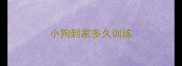 小狗到家多久训练