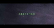灰泰迪几个月剃毛