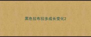 黑色拉布拉多成长变化
