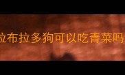 拉布拉多狗可以吃青菜吗