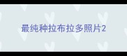 最纯种拉布拉多照片