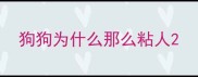 狗狗为什么那么粘人