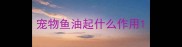 宠物鱼油起什么作用