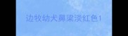 边牧幼犬鼻梁淡红色