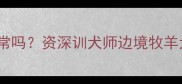 边牧幼犬四个月大鼻子颜色正常吗资深训犬师边境牧羊犬鼻头颜色与健康的科学关系
