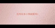 拉布拉多小狗能配吗