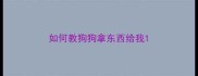 如何教狗狗拿东西给我
