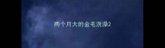 两个月大的金毛洗澡