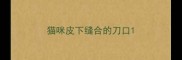 猫咪皮下缝合的刀口