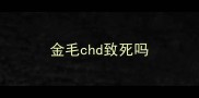 金毛chd致死吗