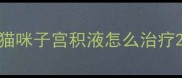 猫咪子宫积液怎么治疗