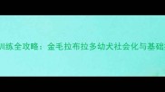 两个月大狗狗训练全攻略金毛拉布拉多幼犬社会化与基础指令培养指南