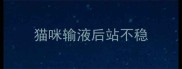 猫咪输液后站不稳