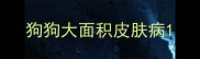狗狗大面积皮肤病