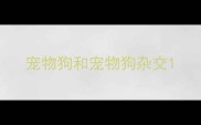 宠物狗和宠物狗杂交