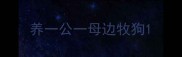 养一公一母边牧狗