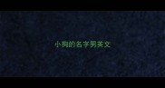 小狗的名字男英文