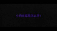 小狗在家里怎么养