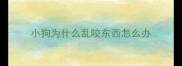 小狗为什么乱咬东西怎么办